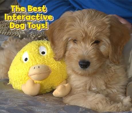 Interactive Dog Toy (Beau Bunny), Motion Activated Bouncing Talking Pet Toy, Exercise and Entertainment for Dogs and Puppies - Image 2